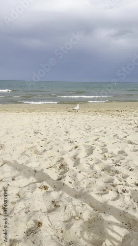 vertica, seagull standin on the beach in Playa Els Tossals Guardamar del Segura, spain  photo