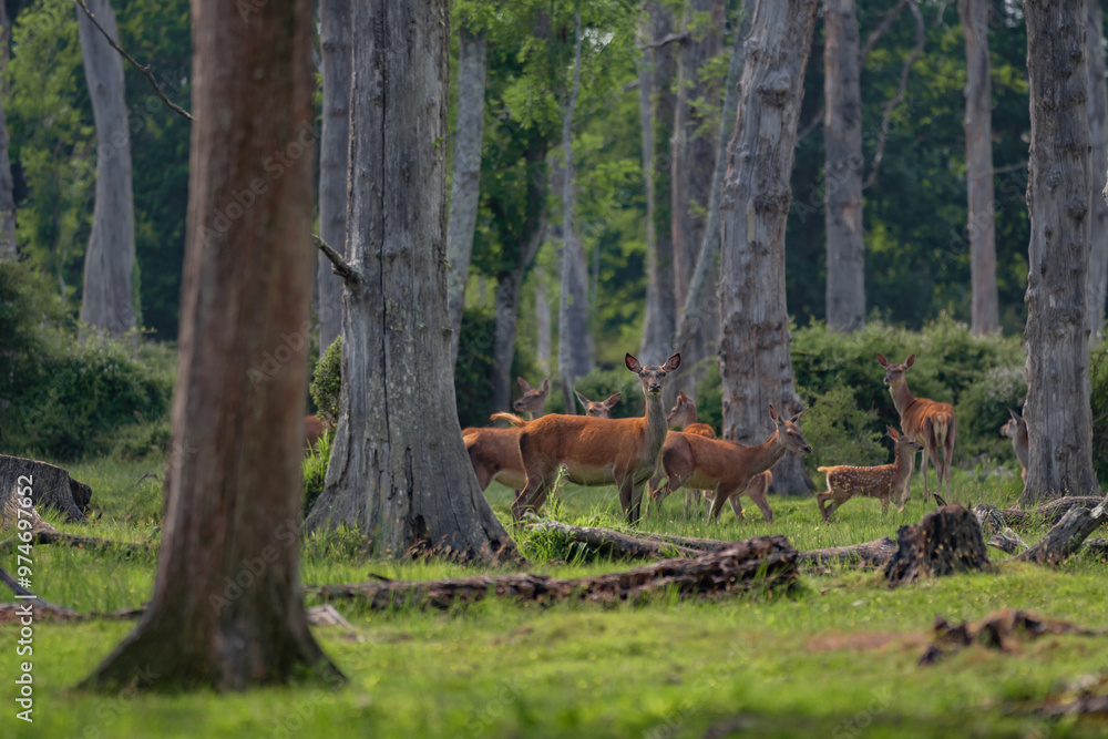 Fototapeta premium Group of female common deer sitting in the forest and grazing the grass. Wild animals known as Cervus elaphus in sunny weather in the summer season