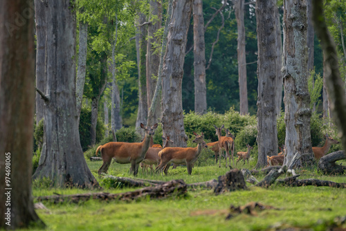 Canvas Print Group of female common deer sitting in the forest and grazing the grass