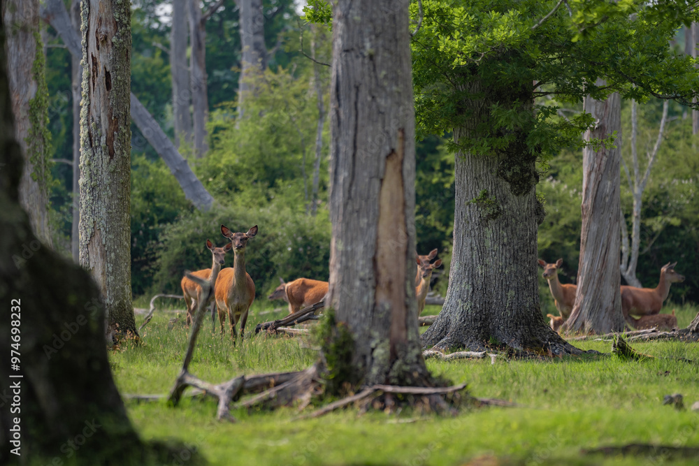 Group of female common deer sitting in the forest and grazing the grass. Wild animals known as Cervus elaphus in sunny weather in the summer season Group of female common deer sitting in the forest and grazing the grass. Wild animals known as Cervus elaphus in sunny weather in the summer season