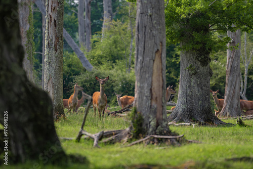 Photography Group of female common deer sitting in the forest and grazing the grass