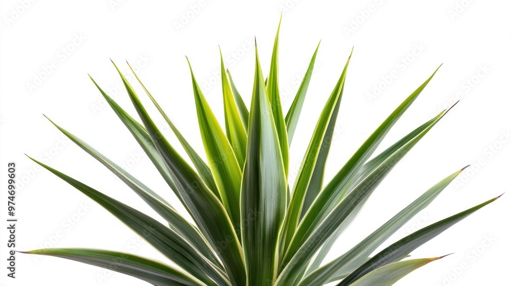 A close-up view of a green plant with long, pointed leaves against a white background. A close-up view of a green plant with long, pointed leaves against a white background.