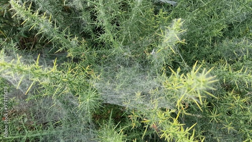 Close up of cobwebs on gorse photo