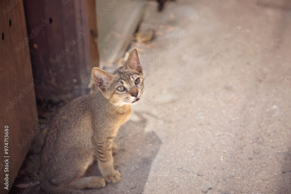 Obraz premium Beautiful brown cat sitting on road