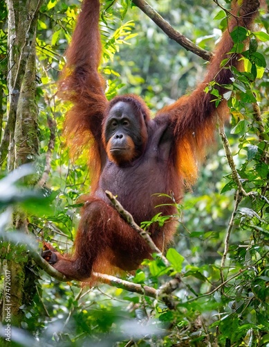 Orangutan Swinging through the Dense Canopy of a Borneo Rainforest