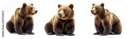 Wallpaper Mural Bear isolated on white background Torontodigital.ca