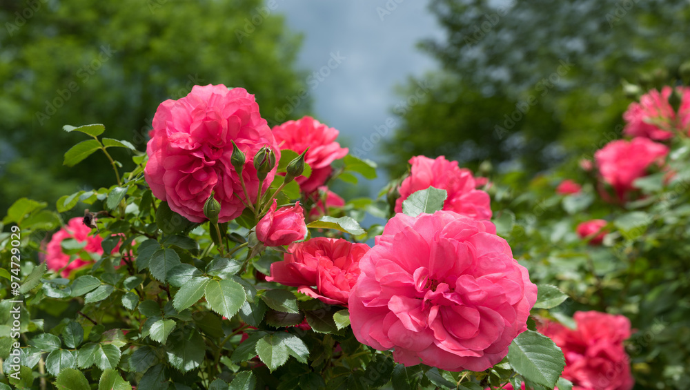 beautiful dark pink roses and blossoms, blurry trees in the background beautiful dark pink roses and blossoms, blurry trees in the background