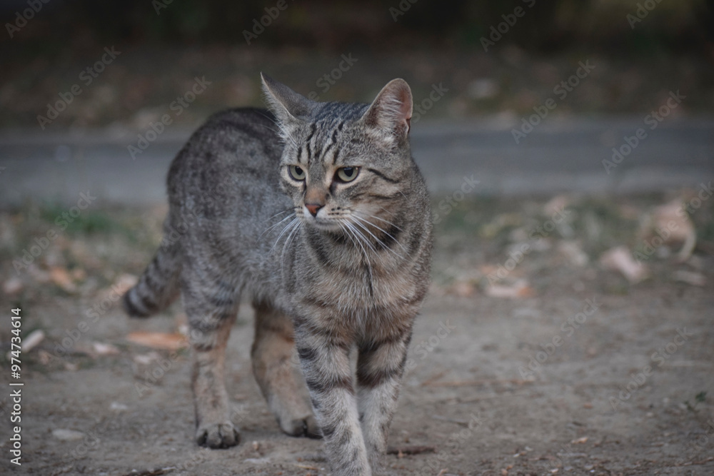 tabby cat portrait tabby cat portrait