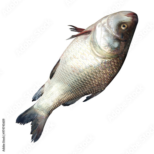 Wallpaper Mural Freshwater Catla Fish Stock Photos Torontodigital.ca