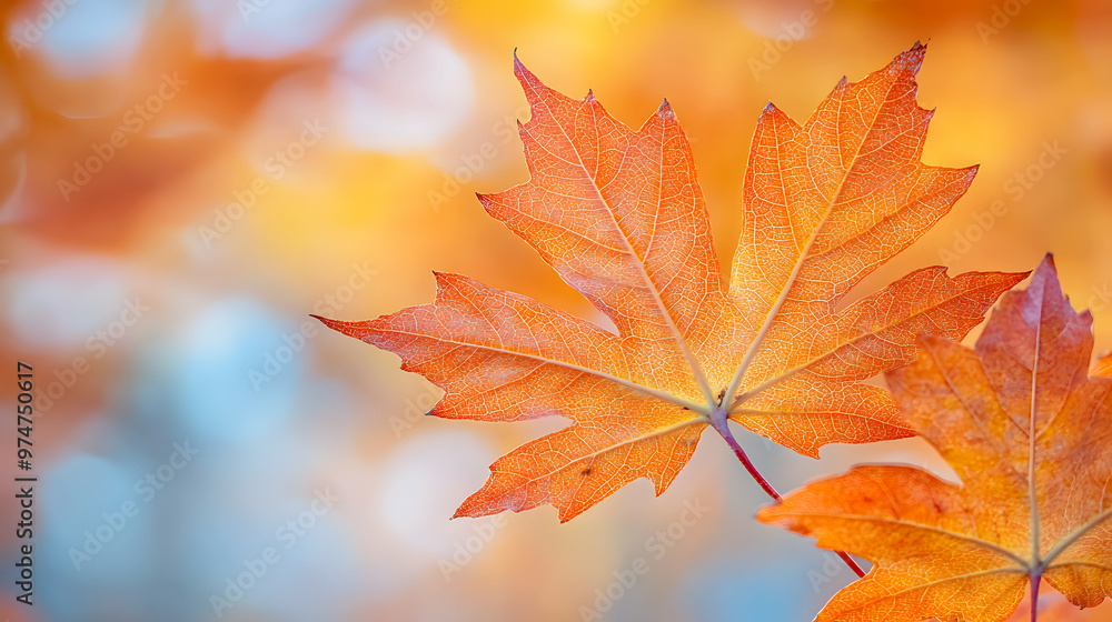 Macro shot of vivid orange maple leaves, with their intricate patterns and textures highlighted Macro shot of vivid orange maple leaves, with their intricate patterns and textures highlighted