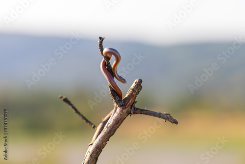 Beautiful little snake Collared snake - Natrix natrix. Wild photo