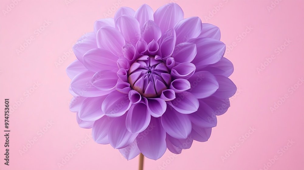 Beautiful fresh purple Dahlia flower falling in the air isolated on pink background Levitation or zero gravity conception High resolution image : Generative AI Beautiful fresh purple Dahlia flower falling in the air isolated on pink background Levitation or zero gravity conception High resolution image : Generative AI