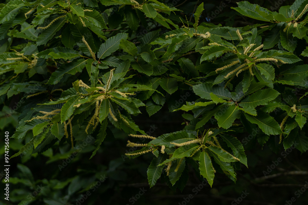 Details of the branches of an edible chestnut during the flowering period. Castanea sativa fruit plant in the green forest Details of the branches of an edible chestnut during the flowering period. Castanea sativa fruit plant in the green forest