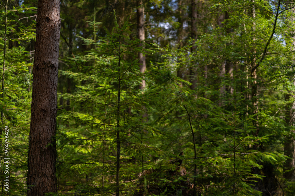 Green pine forest with trunk details visible Green pine forest with trunk details visible