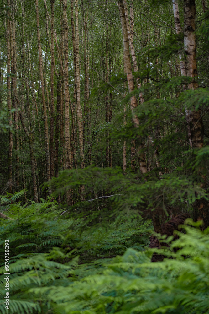 Details of the birch trunk in the forest. Type of tree known as Betula in the summer season Details of the birch trunk in the forest. Type of tree known as Betula in the summer season