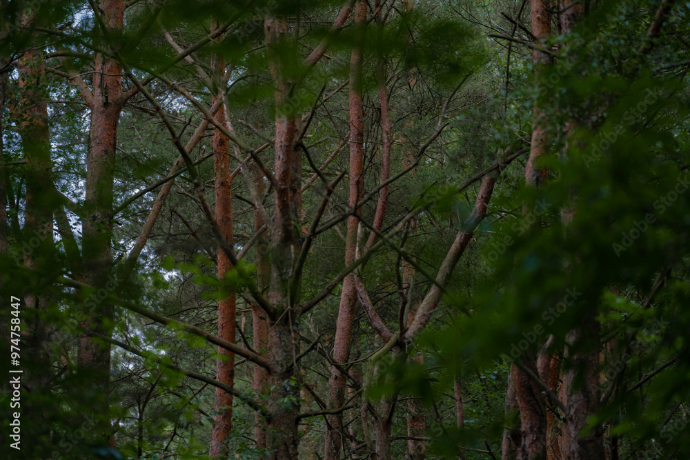 Fototapeta premium Green pine forest with trunk details visible