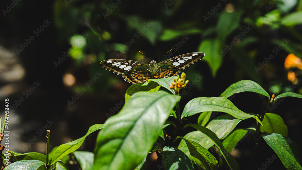 Close up of clipper butterfly is stay calm and relax, concept of butterfly or insect wallpaper, Pollinate species growth biology and habitat, pollen feeding, bug habitat, colorful and pretty creature