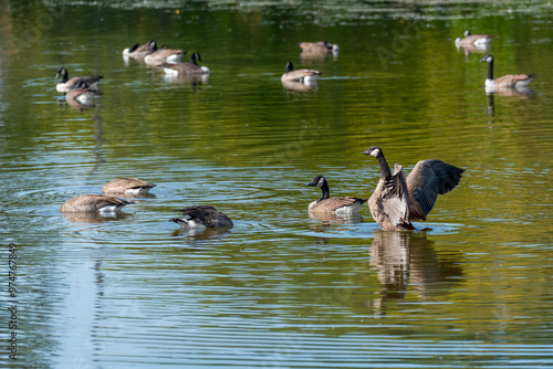 A flock of Canada geese gathered on an urban pond in mid September in Wisconsin