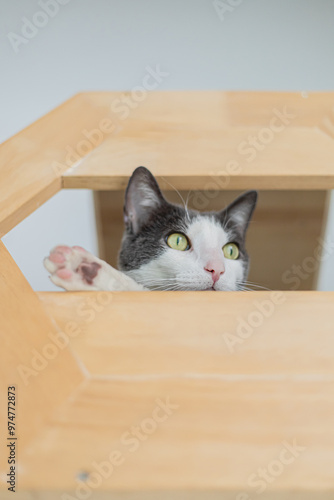 grey and white cat's head looking out side of window of wooden box. Sticking out paw.