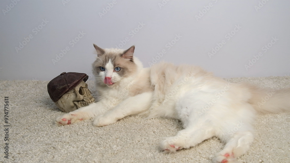 White cat and human skull in a cap. White cat and human skull in a cap.