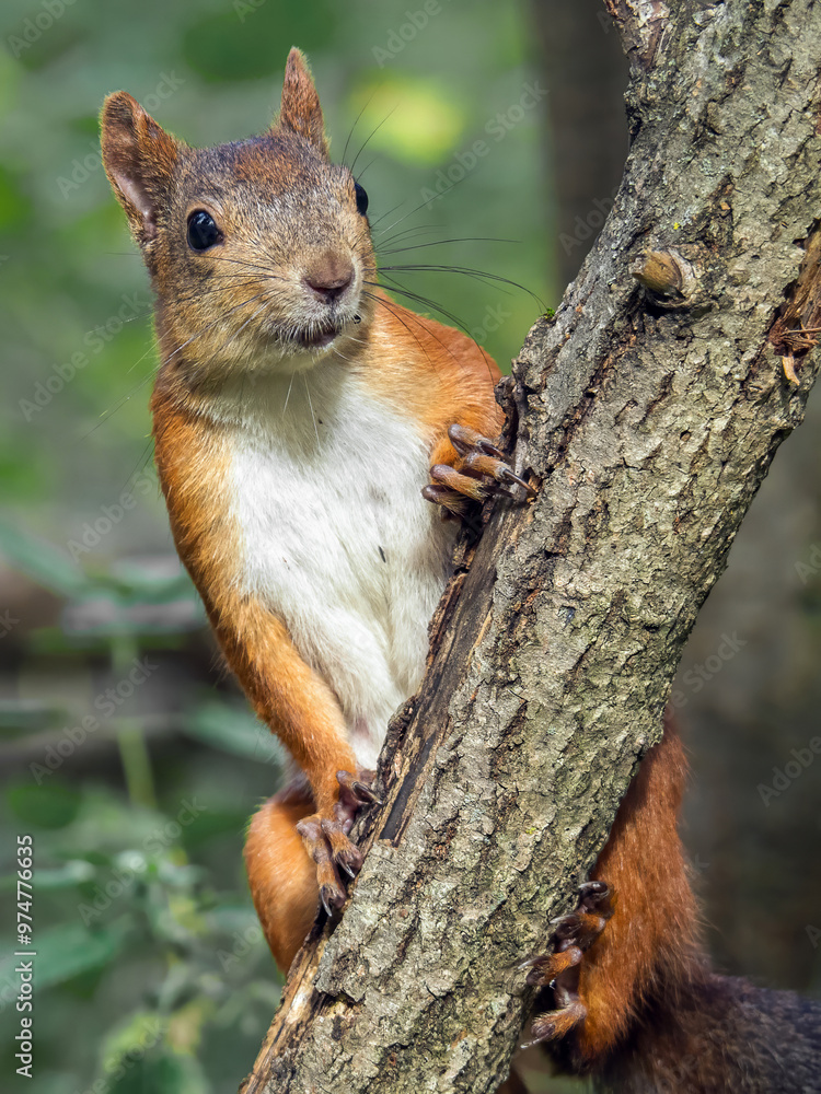 Red squirrel watching out the surroundings Red squirrel watching out the surroundings