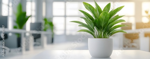 A modern office interior featuring a vibrant green plant in a white pot, enhancing the workspace with a touch of nature. photo