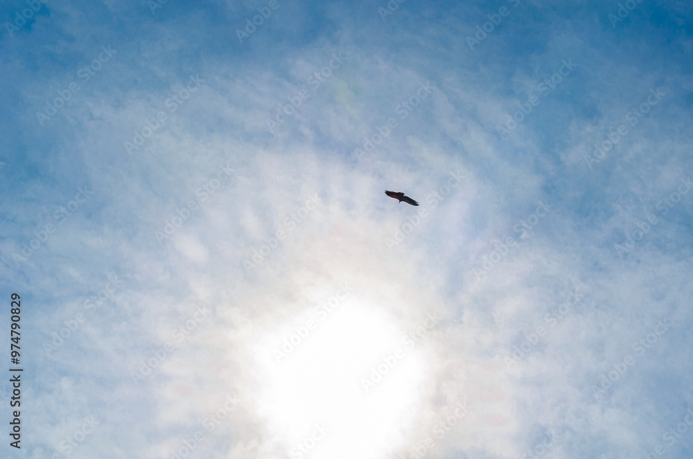 Fototapeta premium Vulture soaring on blue sky background