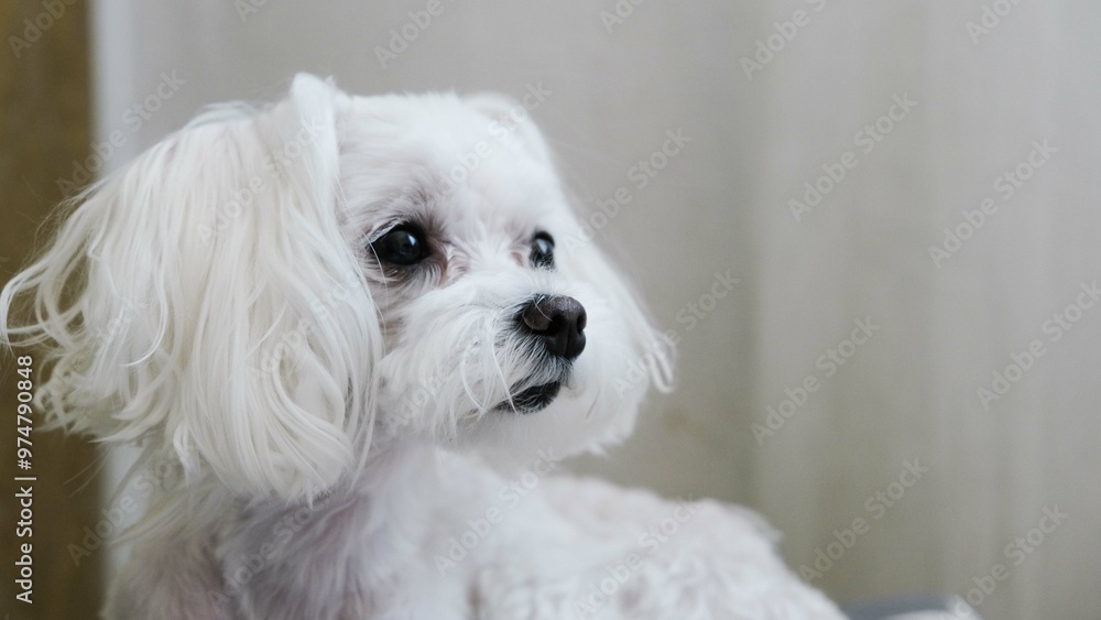 A white maltese dog lies on the bed and looks away. A white maltese dog lies on the bed and looks away.
