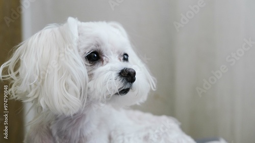 A white maltese dog lies on the bed and looks away.