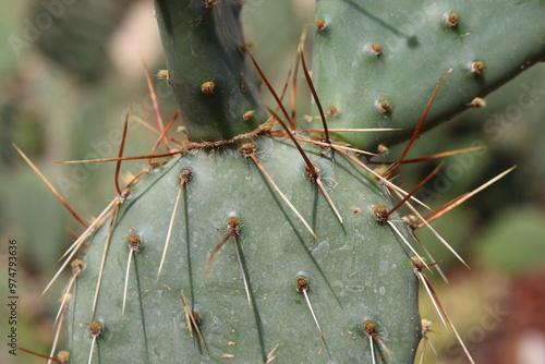 kaktus opuncja Opuntia phaeacantha var. pueblitos HK1858 photo