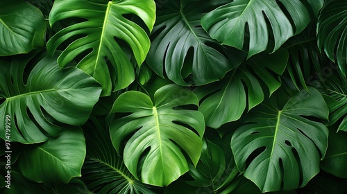 Wallpaper Mural A lush green plant with large leaves and a few small holes Torontodigital.ca