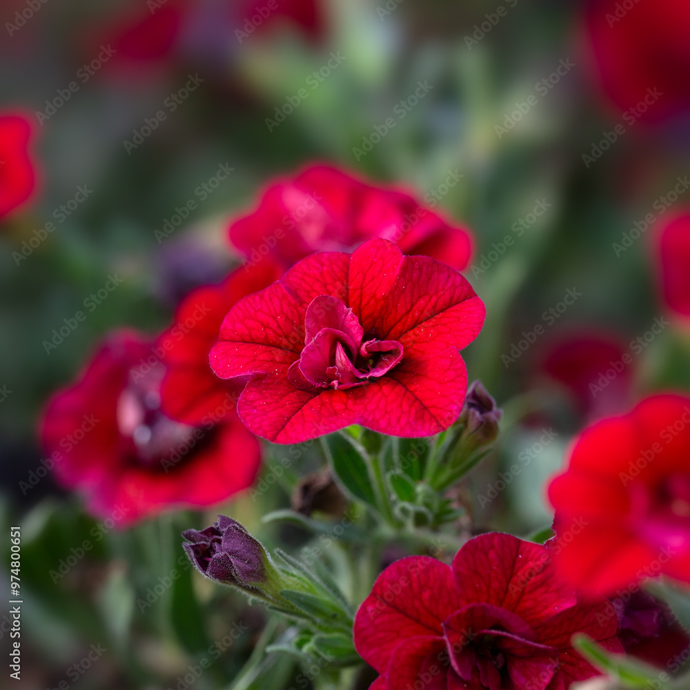 Closeup of flowers of Calibrachoa 'Hybrida Callie Double Red' Closeup of flowers of Calibrachoa 'Hybrida Callie Double Red'