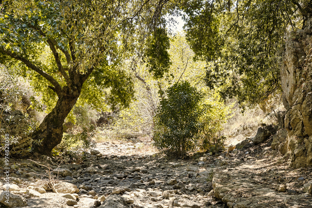 Trees growing on a bottom of an empty river valley in topolia gorge during summer season Trees growing on a bottom of an empty river valley in topolia gorge during summer season