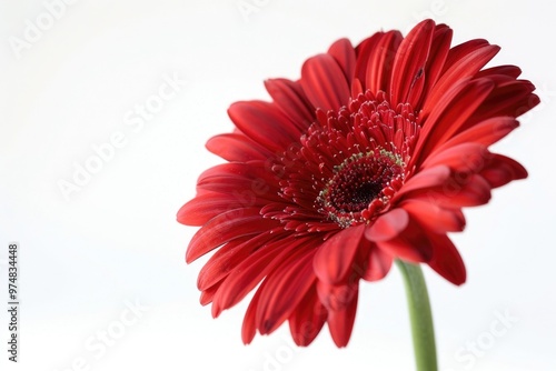 A close-up view of a bright red flower in a decorative vase