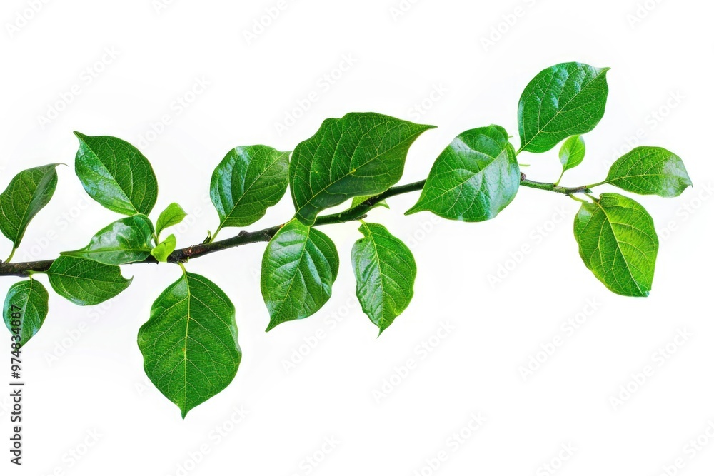 Fototapeta premium A close-up of a branch with lush green leaves on a plain white background, suitable for use in designs and illustrations