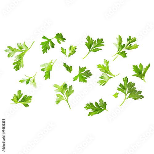 fresh coriander leaves over white background