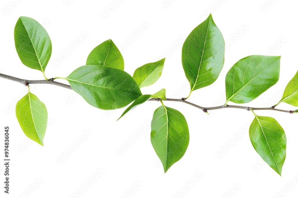 A fresh and natural green leaf branch on a pure white background, ideal for use in designs focused on nature, wellness, or minimalism A fresh and natural green leaf branch on a pure white background, ideal for use in designs focused on nature, wellness, or minimalism