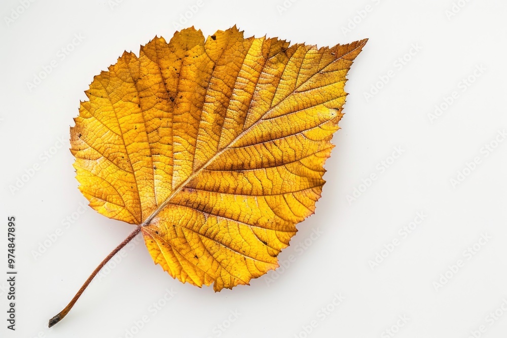 A single yellow leaf sits on a white surface, often used as a symbol of change and new beginnings A single yellow leaf sits on a white surface, often used as a symbol of change and new beginnings