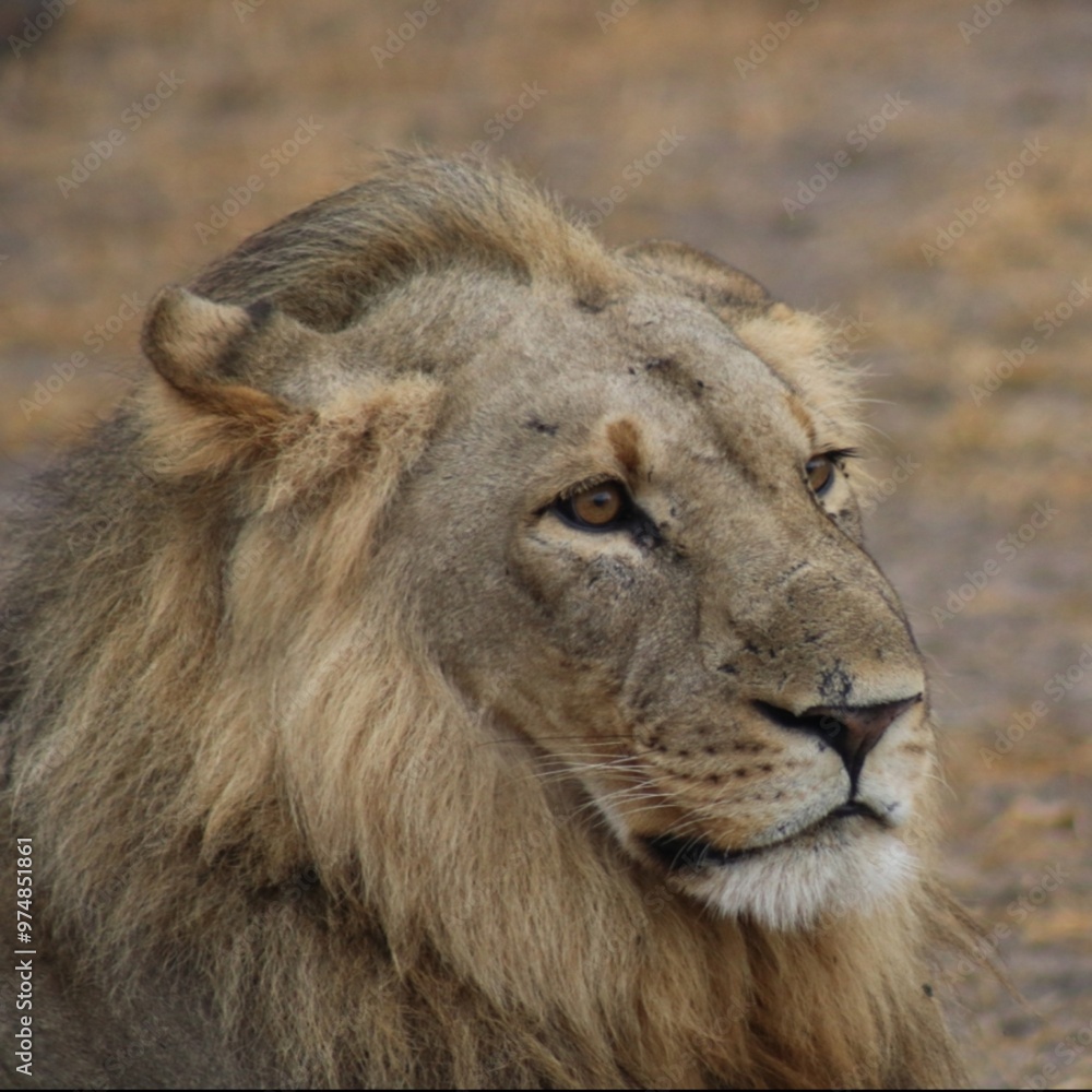 Fototapeta premium A large male lion gazing across the Arican plains.