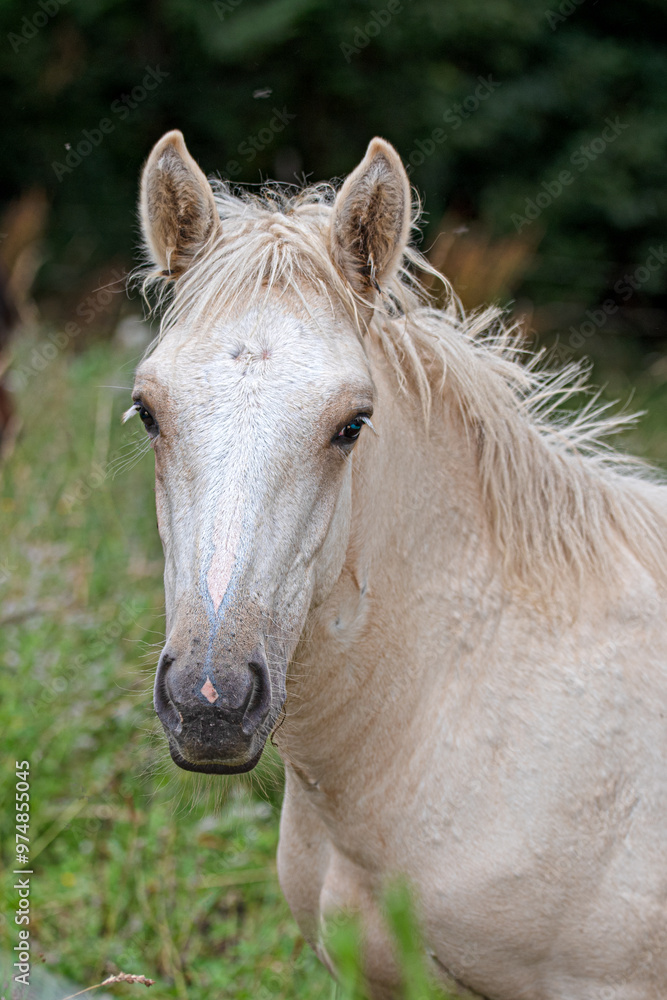 White horse head portrait vertical White horse head portrait vertical