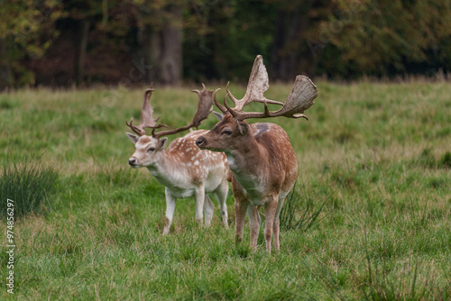 Viele Rehe im Münsterland photo