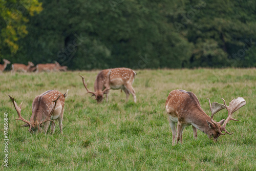 Viele Rehe im Münsterland photo