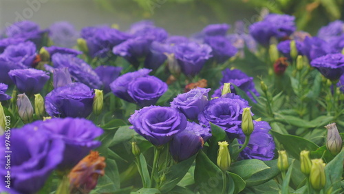 Blooming purple lisianthus flowers in lush garden under soft sunlight, showcasing beauty of nature and vibrant colors. Nature and Gardening.