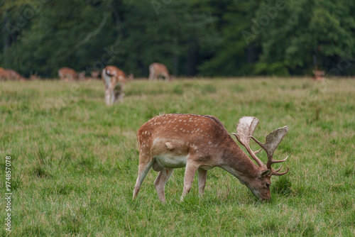 Viele Rehe im Münsterland photo