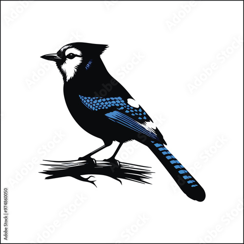 bird, crow, black, animal, wildlife, nature, raven, magpie, beak, white, wild, birds, feather, branch, isolated, avian, feathers
blue jay on a branch