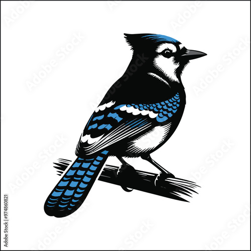 bird, crow, black, animal, wildlife, nature, raven, magpie, beak, white, wild, birds, feather, branch, isolated, avian, feathers
blue jay on a branch