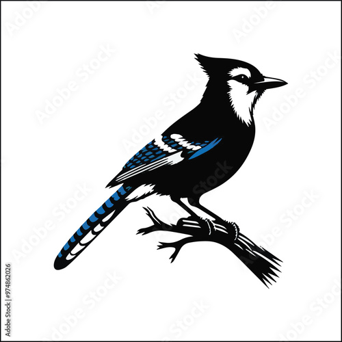 bird, crow, black, animal, wildlife, nature, raven, magpie, beak, white, wild, birds, feather, branch, isolated, avian, feathers
blue jay on a branch