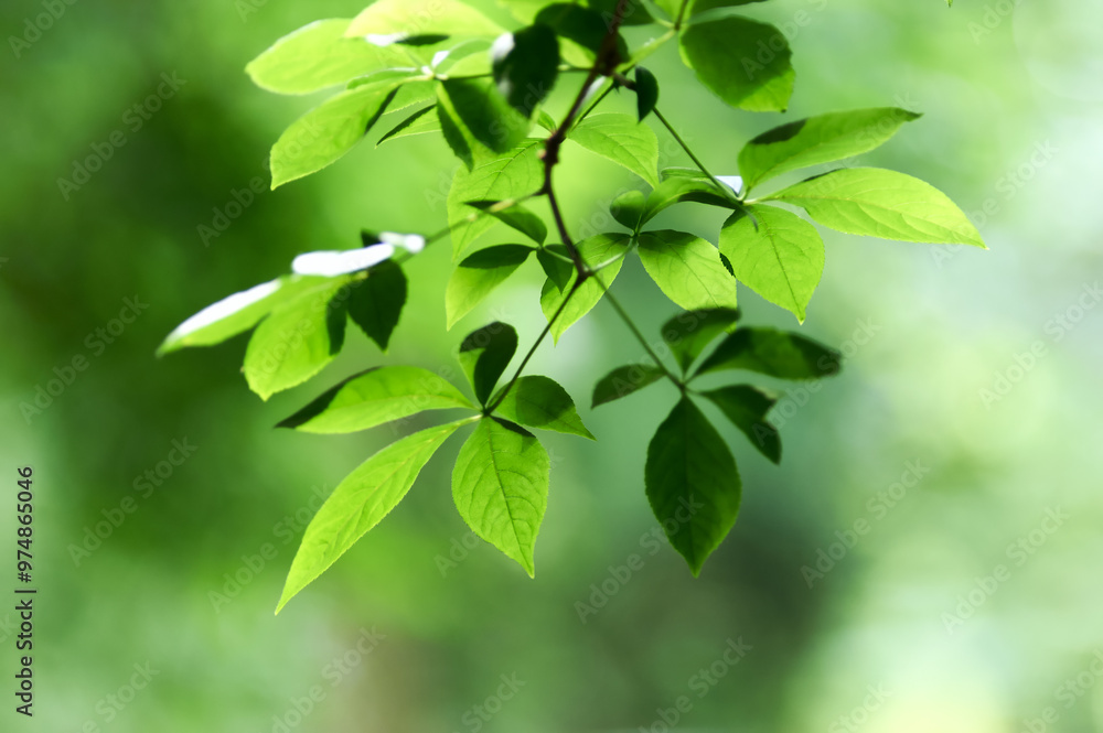 Green leaves background. Selective and soft focus. Copy space.
