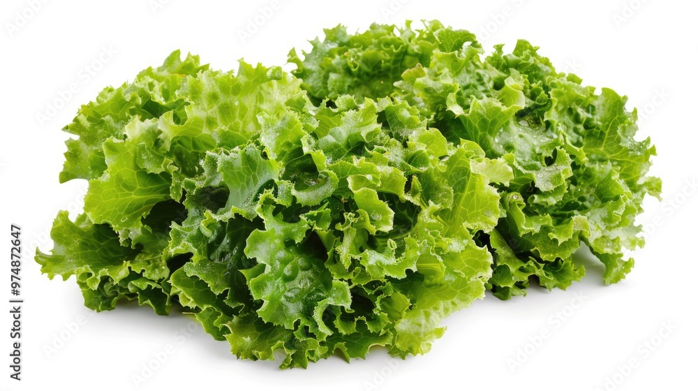 Fresh lettuce sits atop a white background, ready for use Fresh lettuce sits atop a white background, ready for use