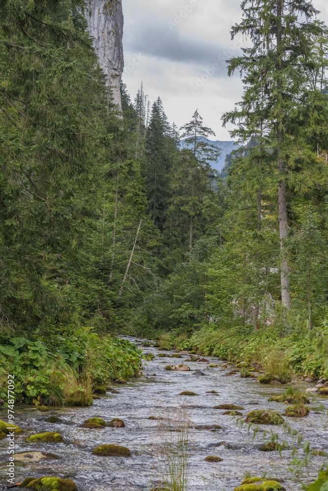 Obraz premium a small mountain river in the forest